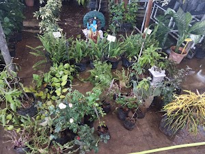 Laya Naturals place picture